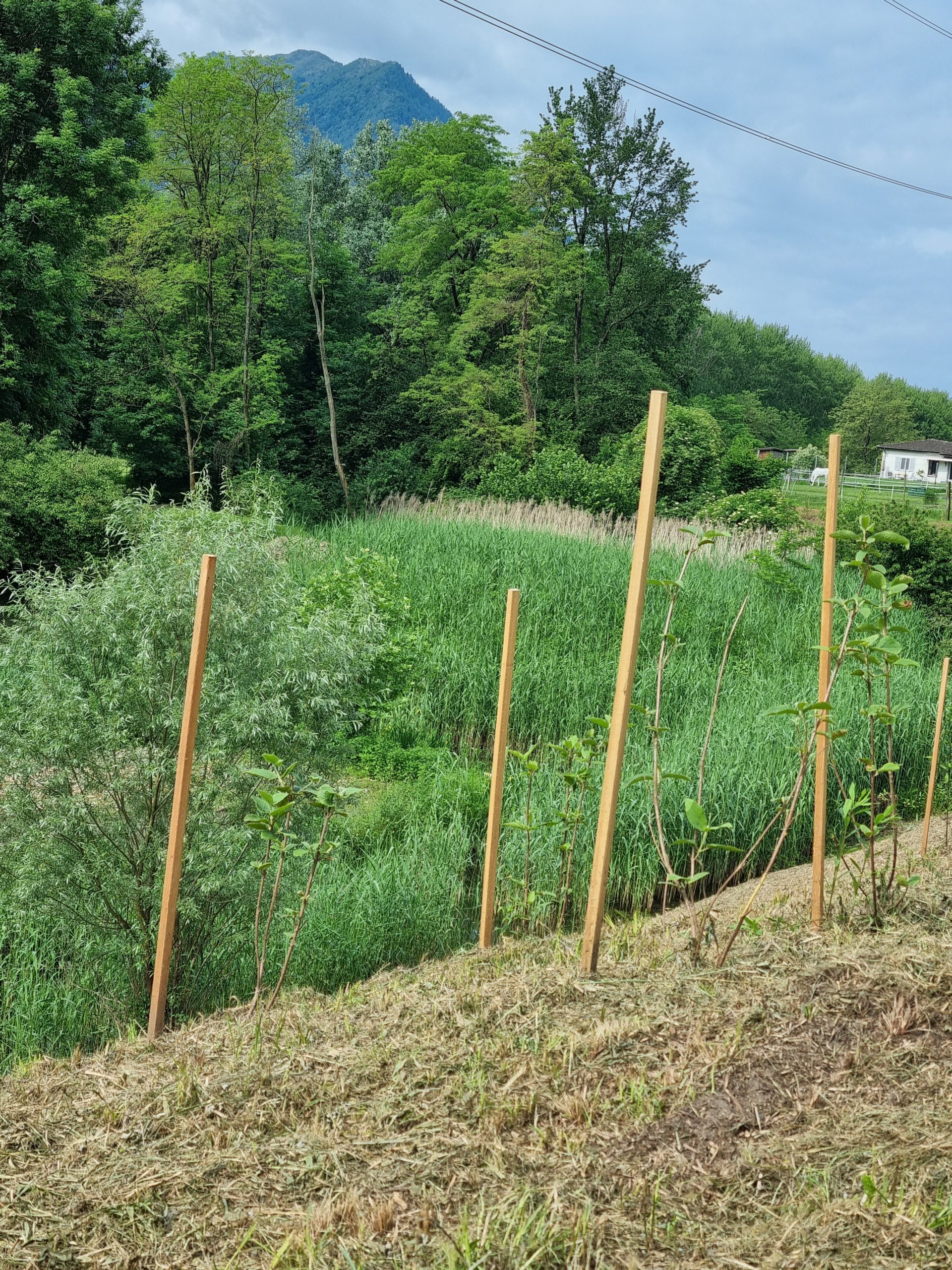 Magadino-plain-park_nature-reserve_Santa-Maria7